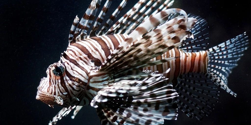 Poisonous lionfish are common in the Mediterranean