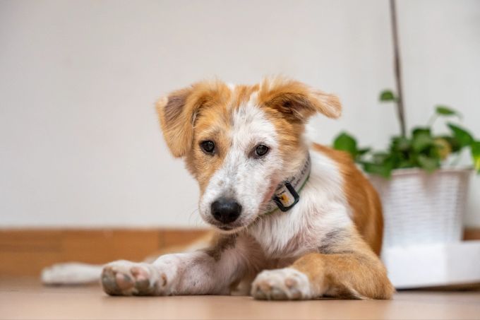 Hunde müssen meist erst einmal an die Zahnpflege gewöhnt werden. Hundegebiss