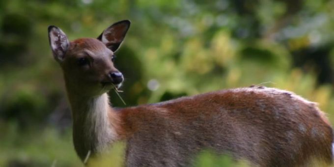Ein Sikahirsch frisst Gräser im Wildpark Peter und Paul. Häggenschwil