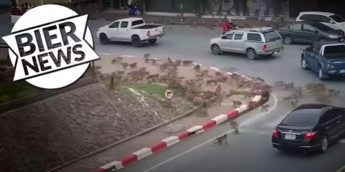 Zoff um Futter - Affengangs fallen über thailändische Stadt her!
