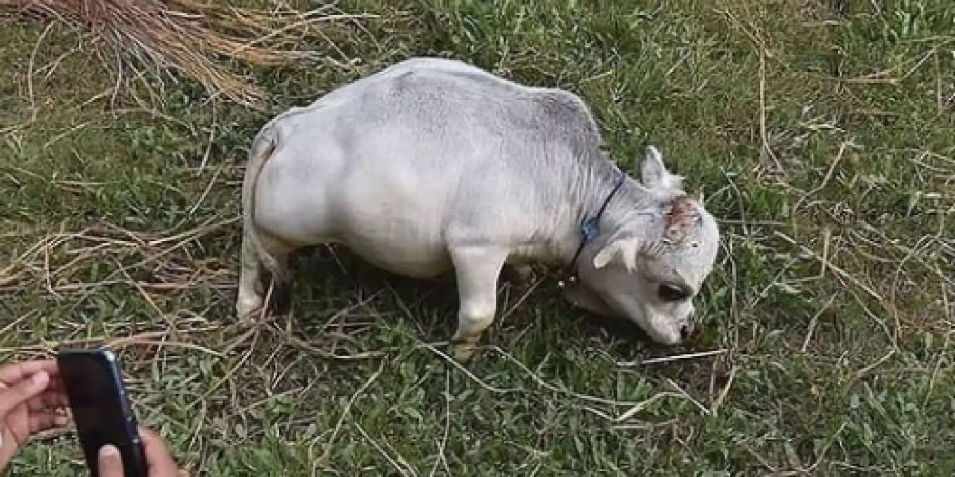 Tausende Menschen wollen rekordverdächtig kleine Kuh in Bangladesch ...