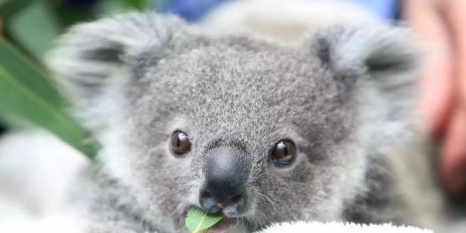 Koala