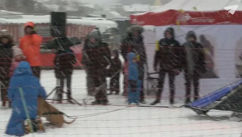 be-schlittenhunde-gm