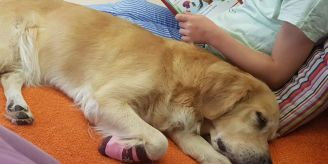 Gemeinde - In St. Gallen helfen Lesehunde, Freude am Lesen zu entdecken
