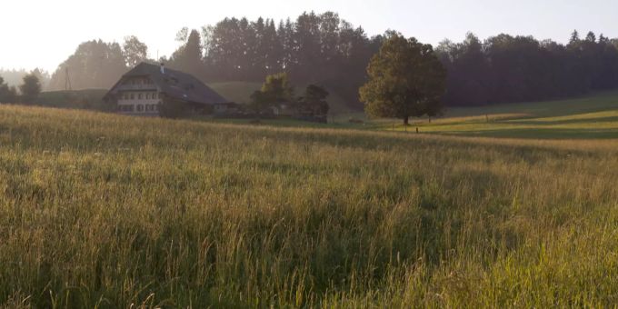 Vermisster Mann in Feld bei Hindelbank gefunden. (Symbolbild) Hindelbank
