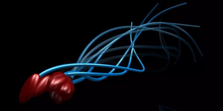 Die grafische Darstellung zeigt die Bewegungen eines Spermiums dreidimensional. Menschliche Spermien bewegen sich nicht wie Aale fort, sondern eher wie Otter - das berichten die Autoren einer neuen Studie. Foto: -/polymaths-lab.com/dpa