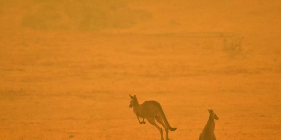 Kängurus auf der Flucht vor den Waldbränden