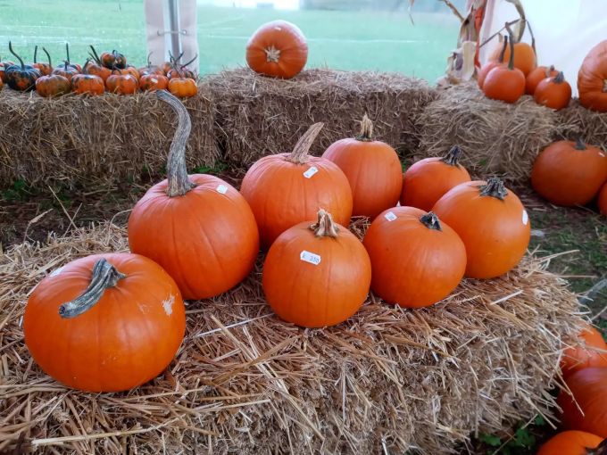 Auch die klassischen Halloween-Kürbisse gibt es im Kürbiszelt in Wabern zu kaufen. Kürbisse Wabern