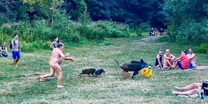 Berliner FKK-Wiese - Wildschwein klaut Sonnenanbeter den Laptop
