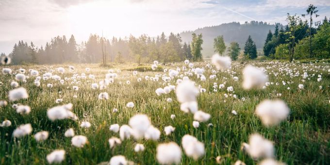 Die weissen Haarbüschel der Wollgräser sind typisch für Moorflächen. Wollgräser im Moor
