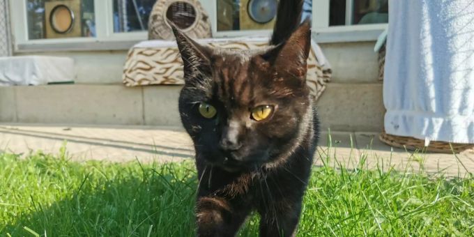 Unser Tier des Monats ist die Katzendame «Simba». Sie mag es nicht gerne hektisch. Tier des Monats