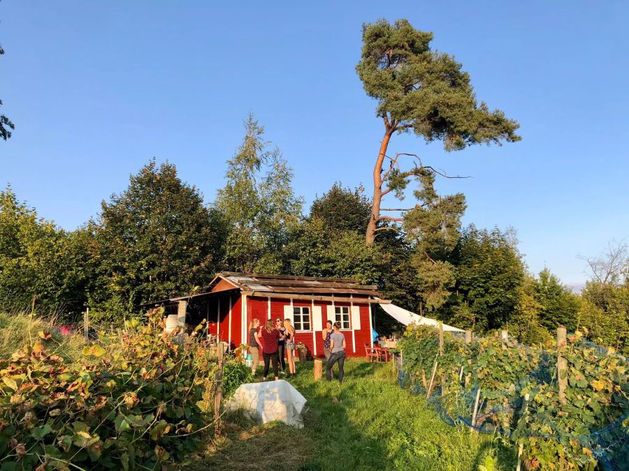 Das Rebhäuschen in neuem Glanz.