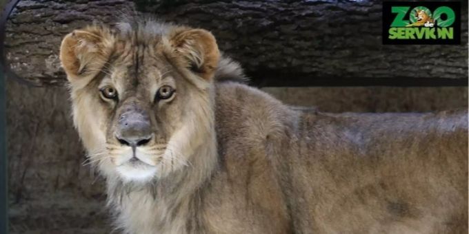 Neues Zuhause - Zoo de Servion VD hat ein neues Löwenpärchen