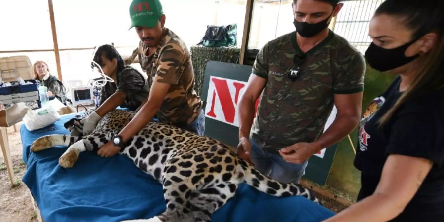 Jaguar brasilien Flammen feuer