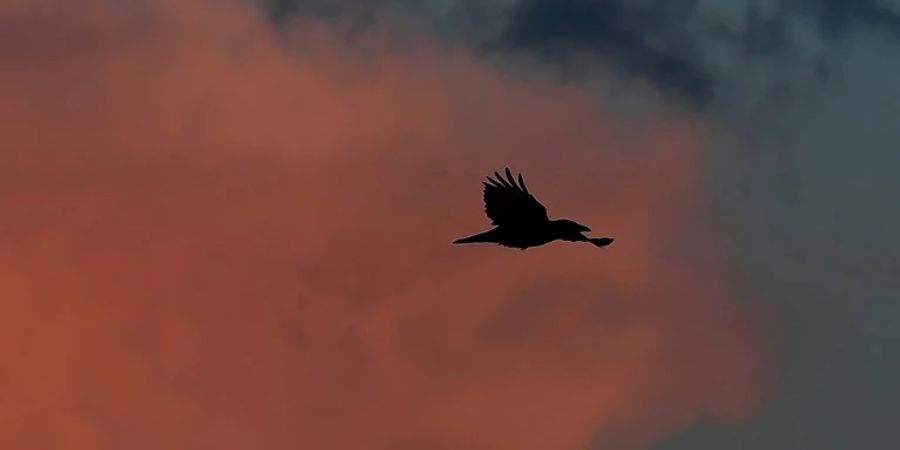 Krähe am Himmel