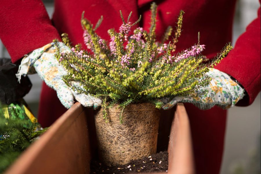 Blumenkasten Heide Hände Topf Pflanzen Erde