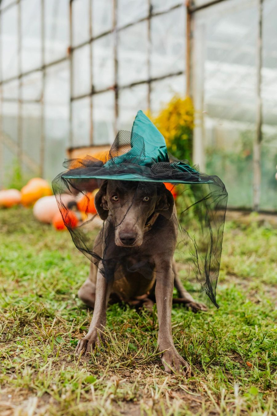 Hund mit Hut
