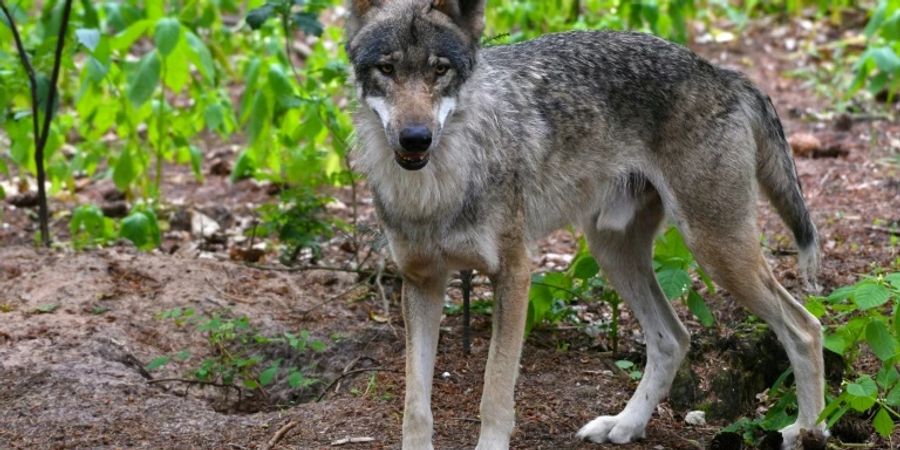 Wolf in einem Gehege in Verden