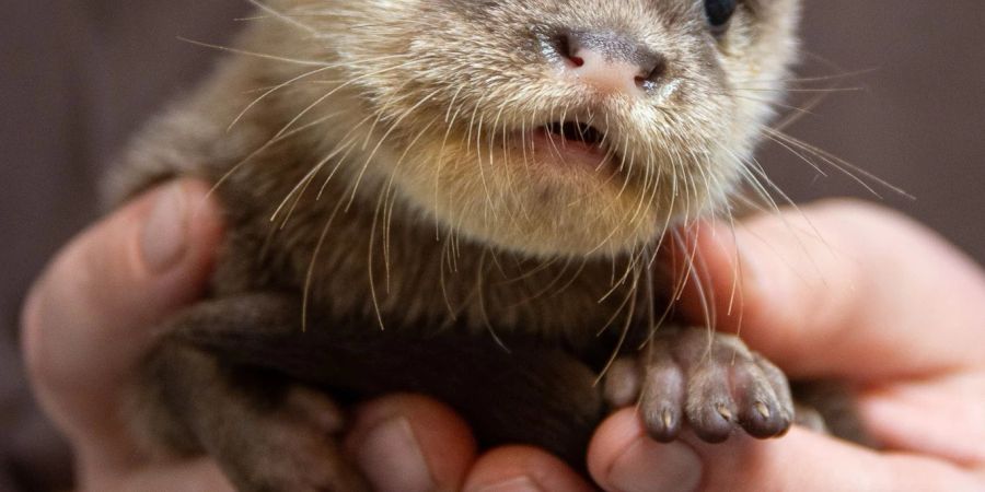 Im Tiergarten Kleve haben die Zwergotter Nachwuchs bekommen. Diese junge Zwergotter-Dame kam am 14. Juli zur Welt.