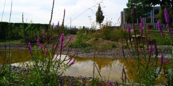 Neues Biotop beim Schulhaus Hagendorn sorgt für noch mehr Biodiversität in Cham Die Gemeinde Cham weiht neues Biotop beim Schulhaus Hagendorn ein
