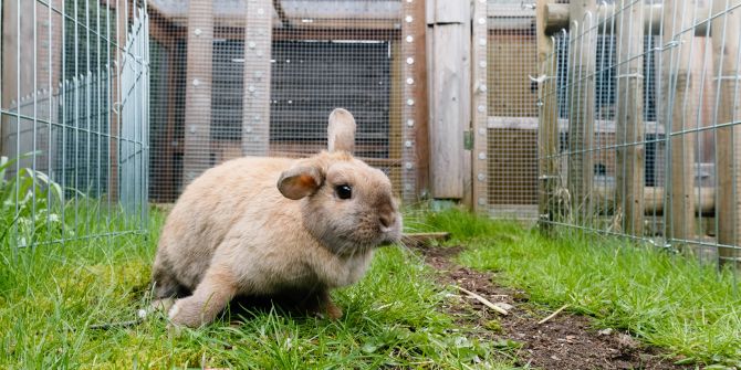 Kaninchen Stall Gras draussen