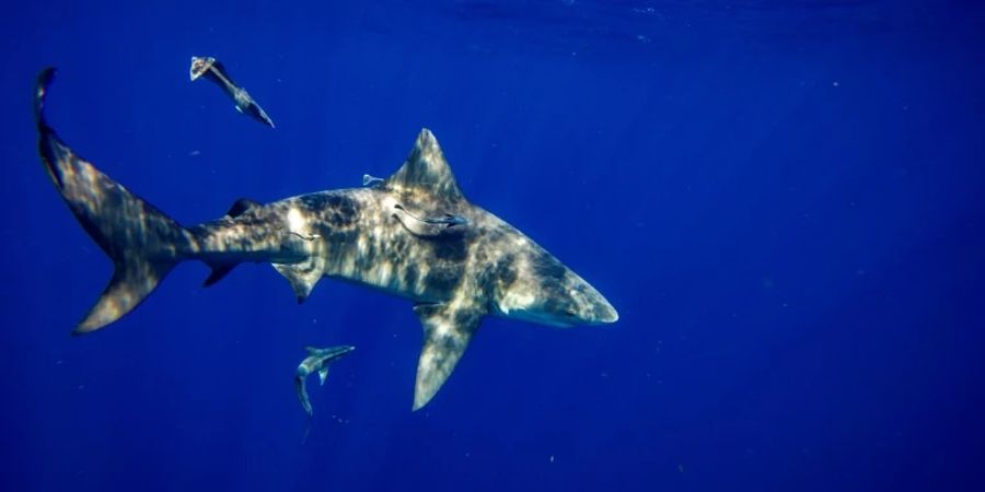 Eine 58-Jährige wurde auf den Bahamas von einem Hai getötet.