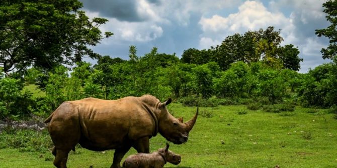 Nashörner