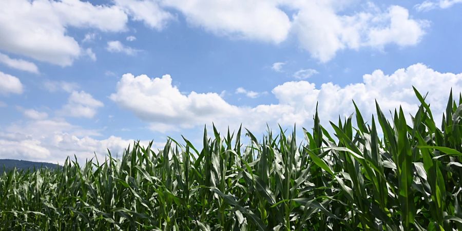 Gesunde Maispflanzen: Wenn sie vom Maisbrand befallen werden, macht der Pilz die Pflanzen mit chirurgischer Präzision wehrlos. (Themenbild)