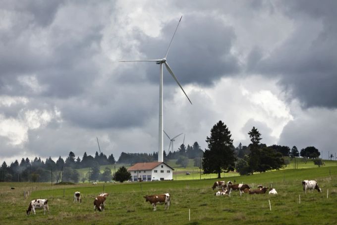 Kühe grasen vor den Windkraftanlagen der Juvent AG auf dem Mont Crosin bei Saint Imier im Kanton Bern, aufgenommen am 10. September 2010. Windkraftanlage Mont Crosin Kühe