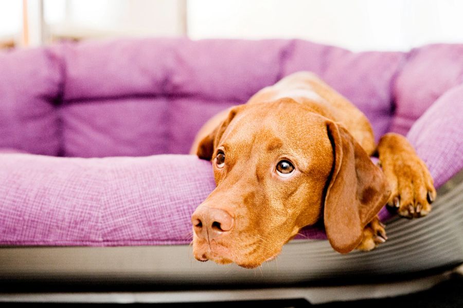 Hund Kissen betteln Augen