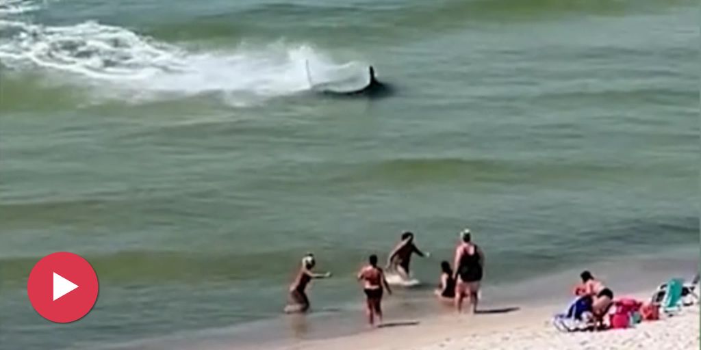 Hai jagt erschrockene Bade-Touristen an den Strand