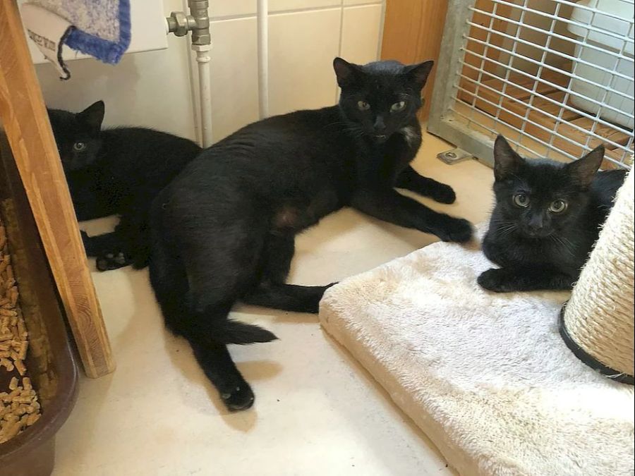 Auch Katze Bibiana wartet mit ihren Jungen im Aargauer Tierheim auf Adoption.