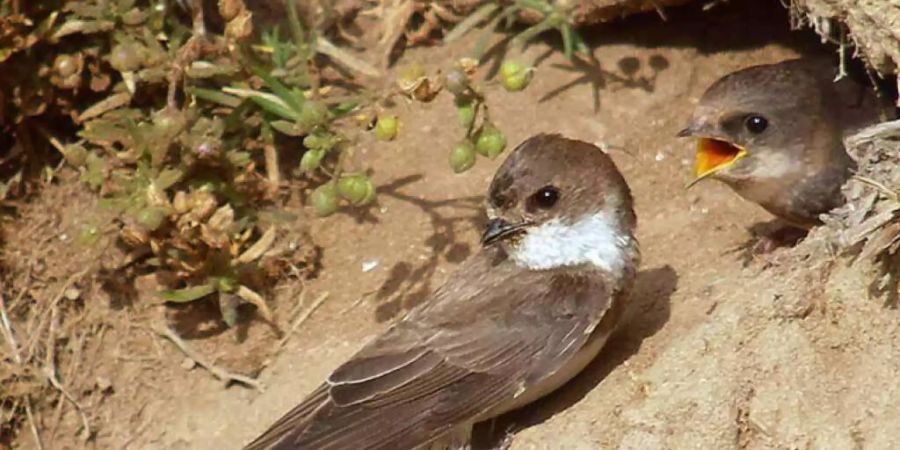 Sie finden immer weniger Lebensraum: Uferschwalbe beim Füttern eines Jungvogels.