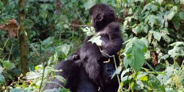 gorillas
