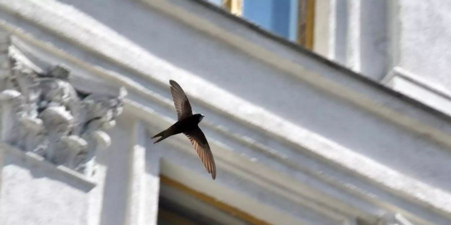 Die Vogelzug-Prognosen sollen helfen, tödliche Zusammenstösse von Zugvögeln mit beleuchteten Gebäuden zu vermeiden. (Symbolbild)