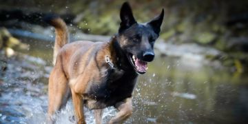 Winterthur Polizeihund Flash