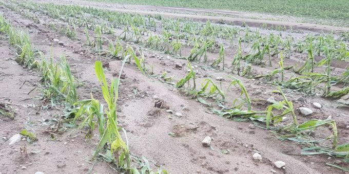 Schaden-Ticker - Zerstörte Felder kosten Bauern 20 Millionen Franken