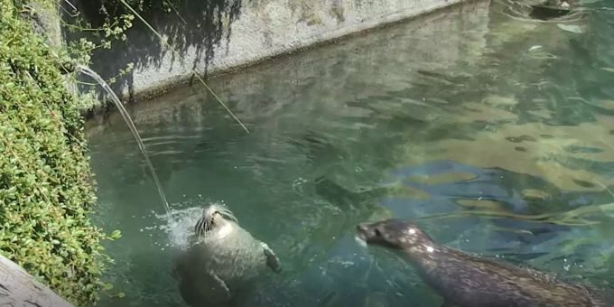 Im Video - Hier kühlen sich Pinguine und Robben im Zoo Zürich ab