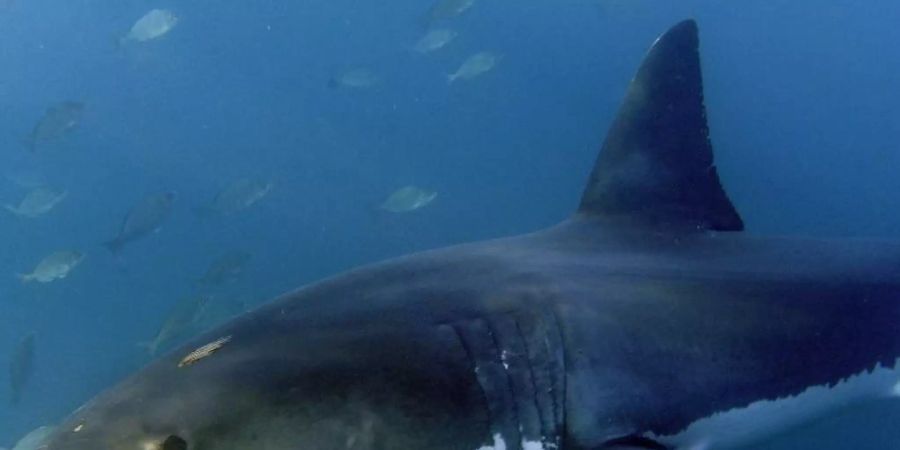 Ein grosser Weisser Hai, aufgenommen im Indischen Ozean vor Gansbaai. Die Zahl der Haie und Rochen in den Weltmeeren ist Wissenschaftlern zufolge in den vergangenen 50 Jahren um mehr als 70 Prozent gesunken. Foto: Helmut Fohringer/EPA/dpa