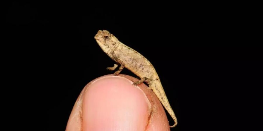 Ein internationales Forscherteam hat auf Madagaskar die neue, winzig kleine Chamäleonart Brookesia nana entdeckt. Foto: Frank Glaw/SNSB-ZSM/dpa