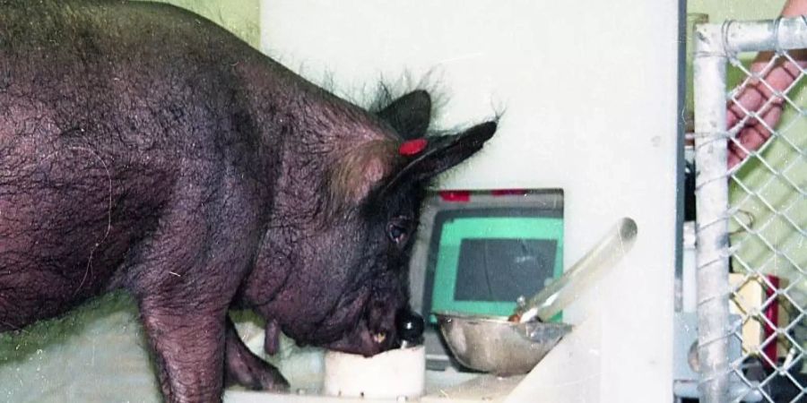 Das Panepinto-Minischwein Ebony bedient den Joystick. Foto: Candace Croney/Frontiers in Psychology/dpa