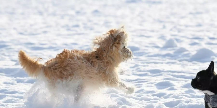 Hunde spielen im Schnee