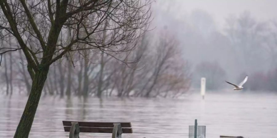 Ein Bank am Rheinufer bei Oestrich-Winkel versinkt zum Teil im Hochwasser des Rheins am Rande der B42. Die niedrig gelegene Verkehrsader musste gesperrt werden, nachdem der Rhein über die Ufer getreten war. Foto: Frank Rumpenhorst/dpa