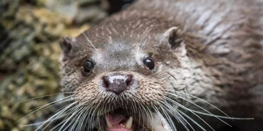 Der Fischotter ist vielerorts in Deutschland kaum mehr zu sichten. Er braucht nahezu unberührte Uferzonen und saubere, fischreiche Gewässer. Foto: Silas Stein/dpa