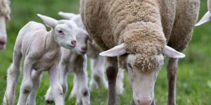 Im August und September ereigneten sich zwei Vorfälle, die tote Schafe zur Folge hatten. Die nun vorliegenden Resultate der DNA-Proben weisen auf einen Wolf hin. (Symbolbild) schafe