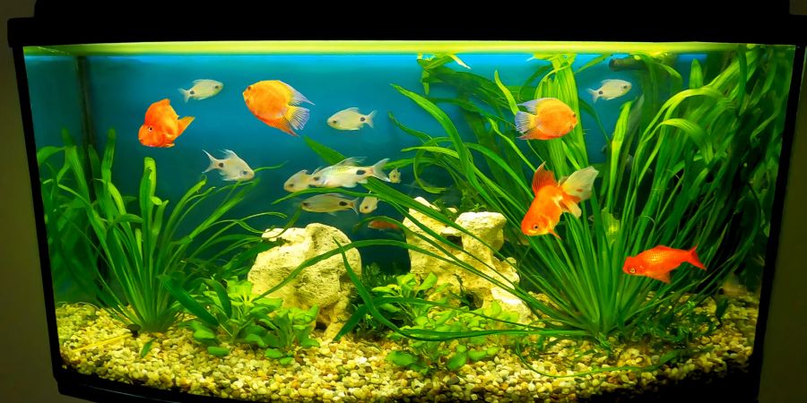Ein Aquarium voller bunter Fische.