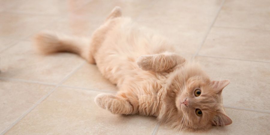 Katze liegt auf Fussboden