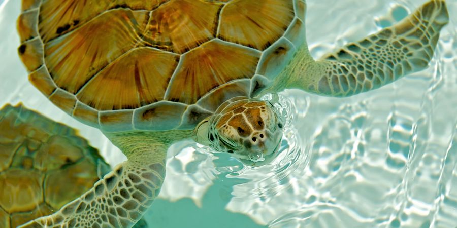Das Aquarium von Schildkröten sollte regelmässig gründlich gereinigt werden.