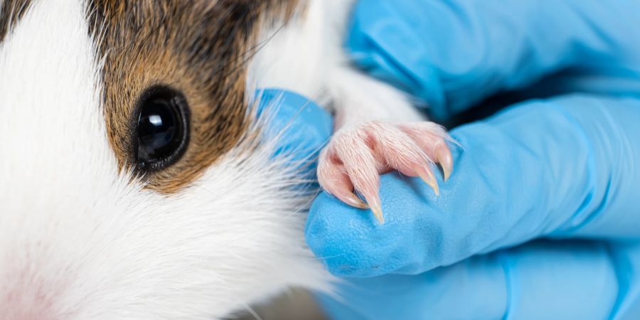 Meerschweinchen-Arthritis ist eine entzündliche Erkrankung der Gelenke.