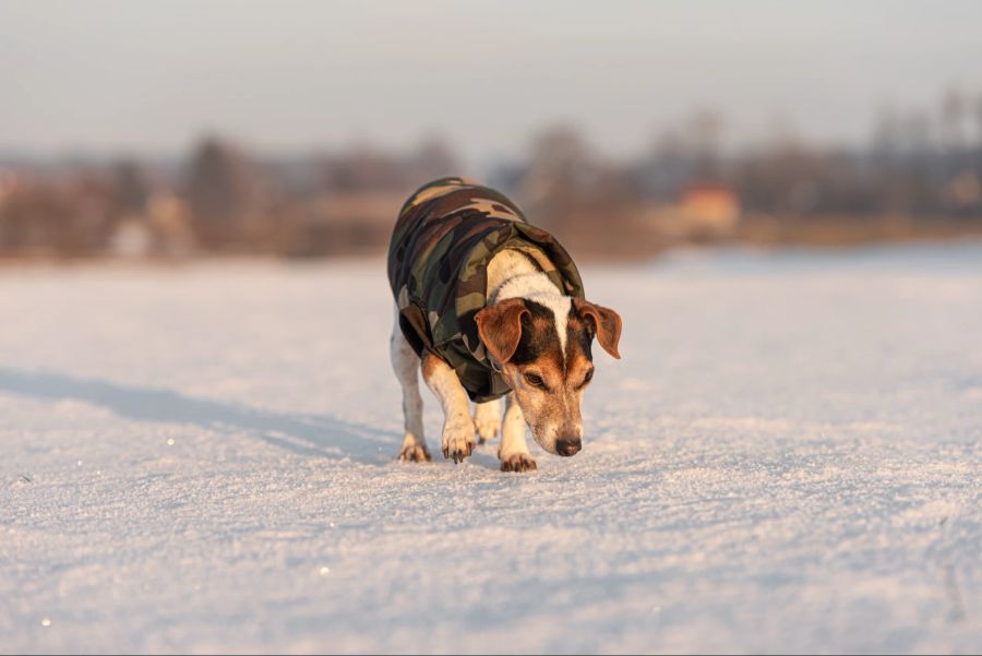 Hund, Kälte, frieren